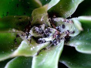 Cochenille farineuse