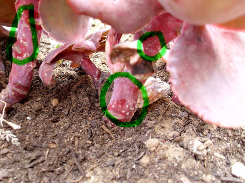 cochenille à bouclier