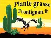 Plante Grasse Frontigan