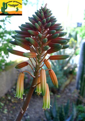 Aloe Delaetii