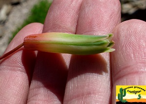Aloe aristata hybride