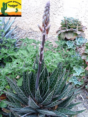 Aloe aristata hybride