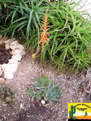 Aloe brevifolia var depressa
