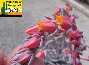 Echeveria Wavelite fleurs