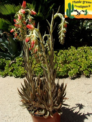 Echeveria bifida (forme de Santa Maria Mexicano)