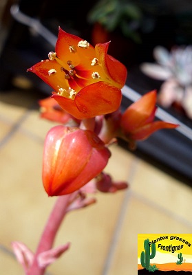 Echeveria fulgens Obtusifolia
