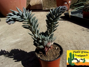 Echeveria heterosepala