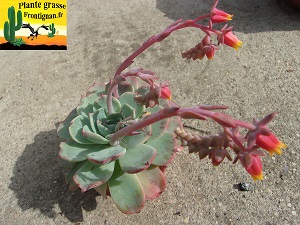 Echeveria secunda Puebla