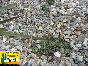 Saxifraga paniculata floraison