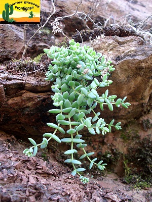 Sedum dasyphyllum