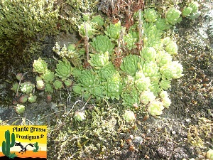 Sempervivum montanum ssp montanum