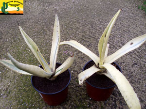 Agave ingens Opale