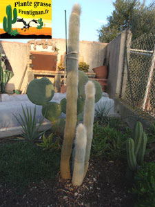 cactus poils blancs cleistocactus strausii