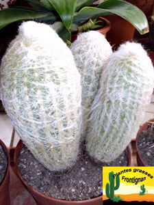 espostoa lanata: cactus a poils blancs