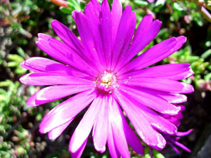 fleur violette de Lampranthus roseus