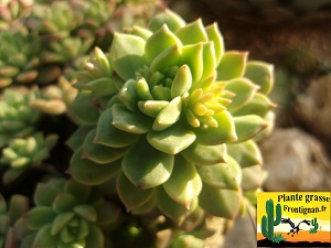 Sedum Wayra