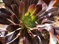 Les Aeonium, plantes de soleil direct avec une certaine rsistance au froid!