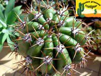 grands cactus adapts au climat mediterraneen