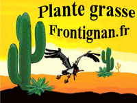 plante grasse Frontignan