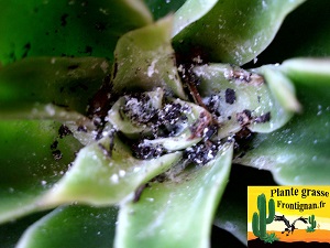 cochenilles sur Echeveria