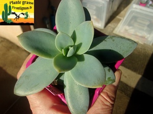 Echeveria diffractens x Pachyphytum cuicatecanum