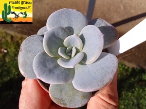 Echeveria laui x lilacina Crispate Beauty: