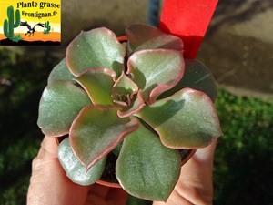 Echeveria sp x bifida (Xichu)