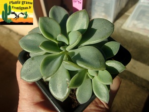 Graptopetalum pachyphyllum x Echeveria rodolfi