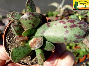 Adromischus cooperi