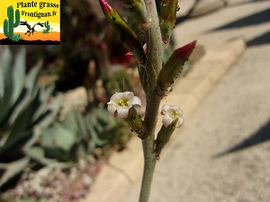 Adromischus sphenophyllus