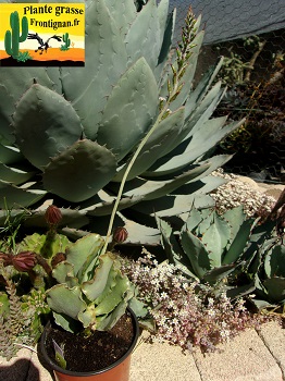 Adromischus sphenophyllus