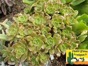 Aeonium Bronze Medal