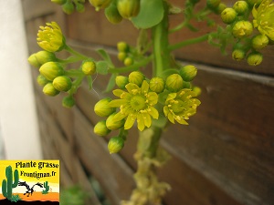 Aeonium Intime