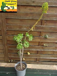 Aeonium Intime