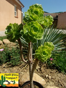 Aeonium Intime