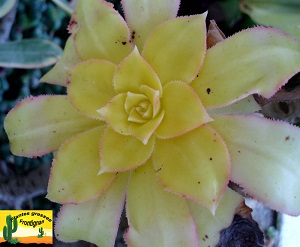 Aeonium Sunburst variegata