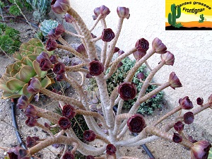 Aeonium arboreum Atropurpureum