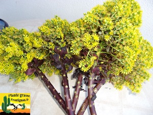 Aeonium arboreum Zwartkop