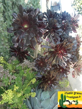 Aeonium arboreum Zwartkop