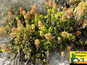 Aeonium arboreum dans son milieu naturel