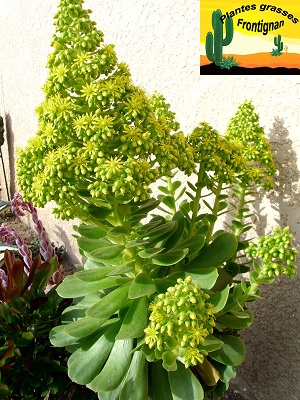 Aeonium arboreum