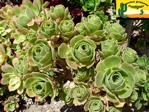 Aeonium balsamiferum