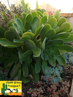 Aeonium canariense var canariense