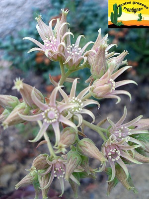 Aeonium castello paivae fleur