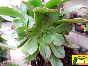 Aeonium ciliatum