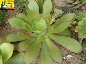 Aeonium cuneatum