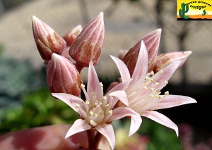 Aeonium decorum