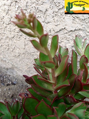 Aeonium decorum