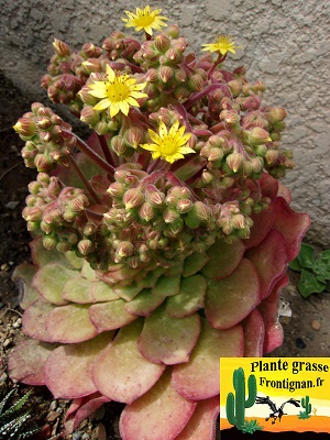 Hampe florale Aeonium