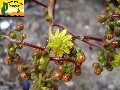 Aeonium glutinosum